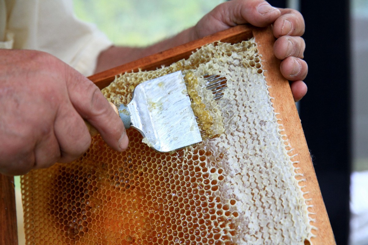 medaus bičių ai prekybos sistema
