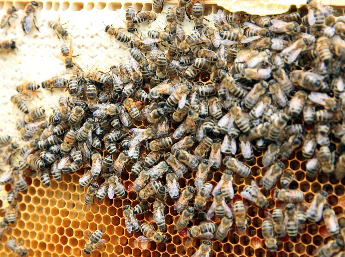 Neperšalti padeda bičių duonelė