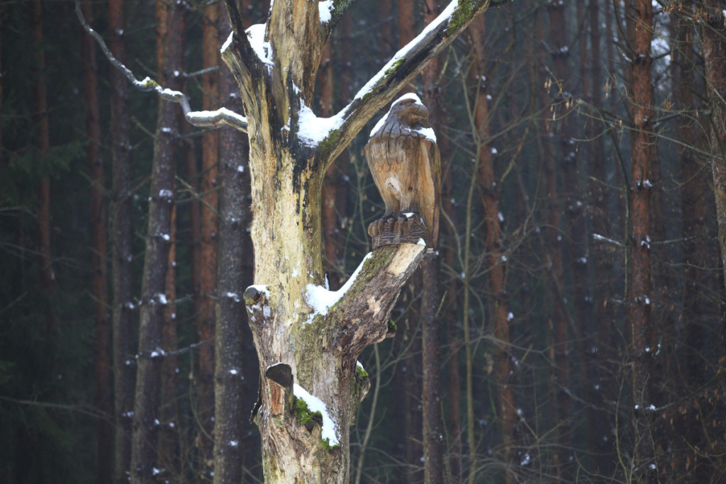 Einančius senosios miško obels link budriai stebi pelėdos, kurias Žilvinas su bičiuliais įkėlė į medžius. P. Lileikio nuotr.