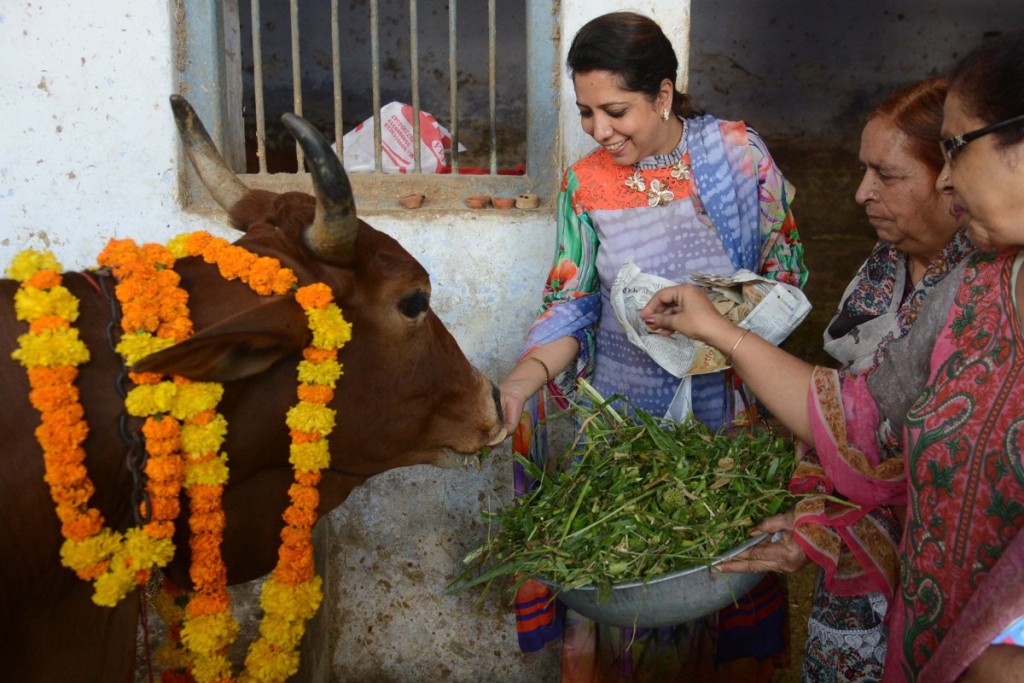Tikintieji Indijoje ne tik švenčių proga puošia karves gėlių vainikais ir siūlo joms maisto.  Scanpix nuotr.