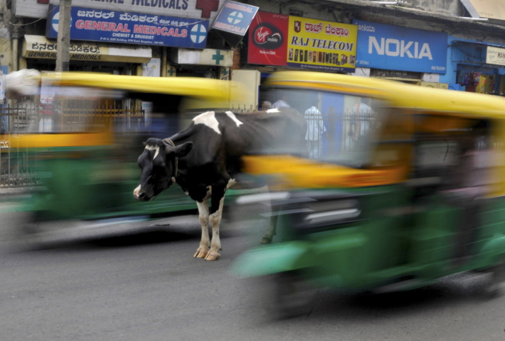 tomis laikomos karvės Indijos miestuose vaikšto kur nori.  Scanpix nuotr.