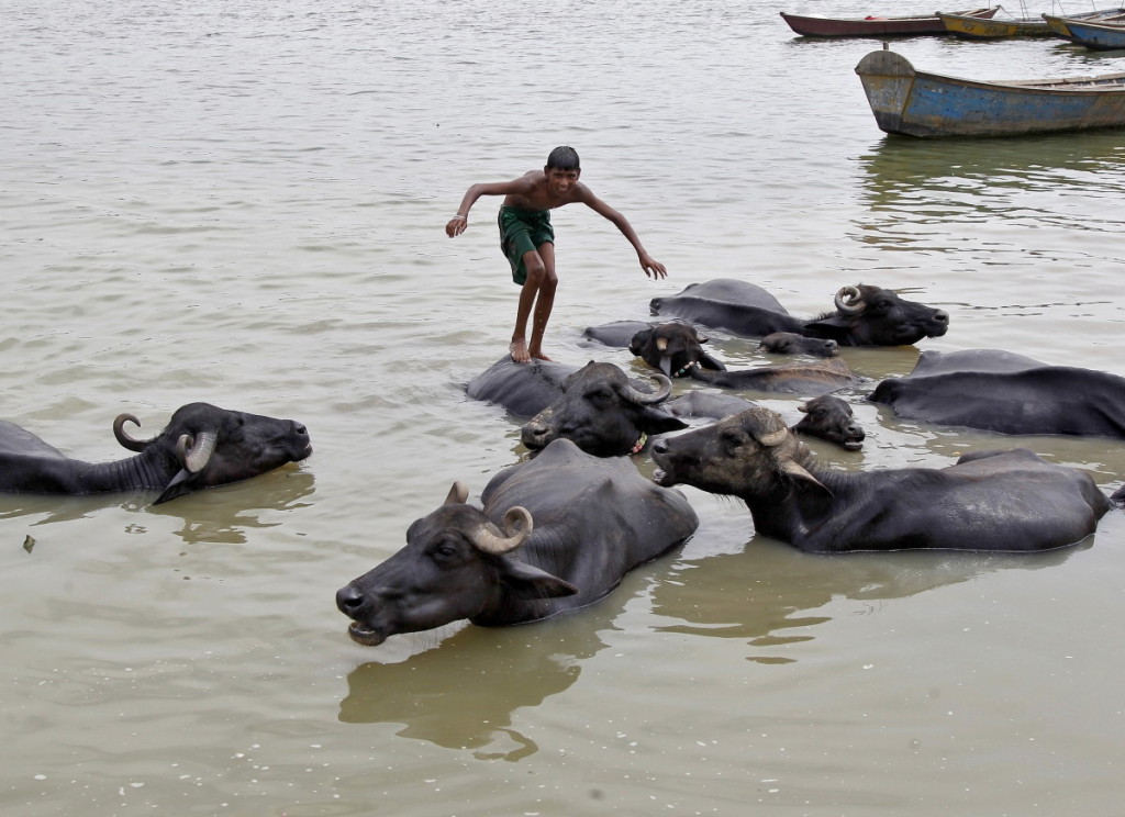 Hinduistų piligrimai po ritualinio išsimaudymo tikisi palaiminimo iš šventosios karvės.  Scanpix nuotr.