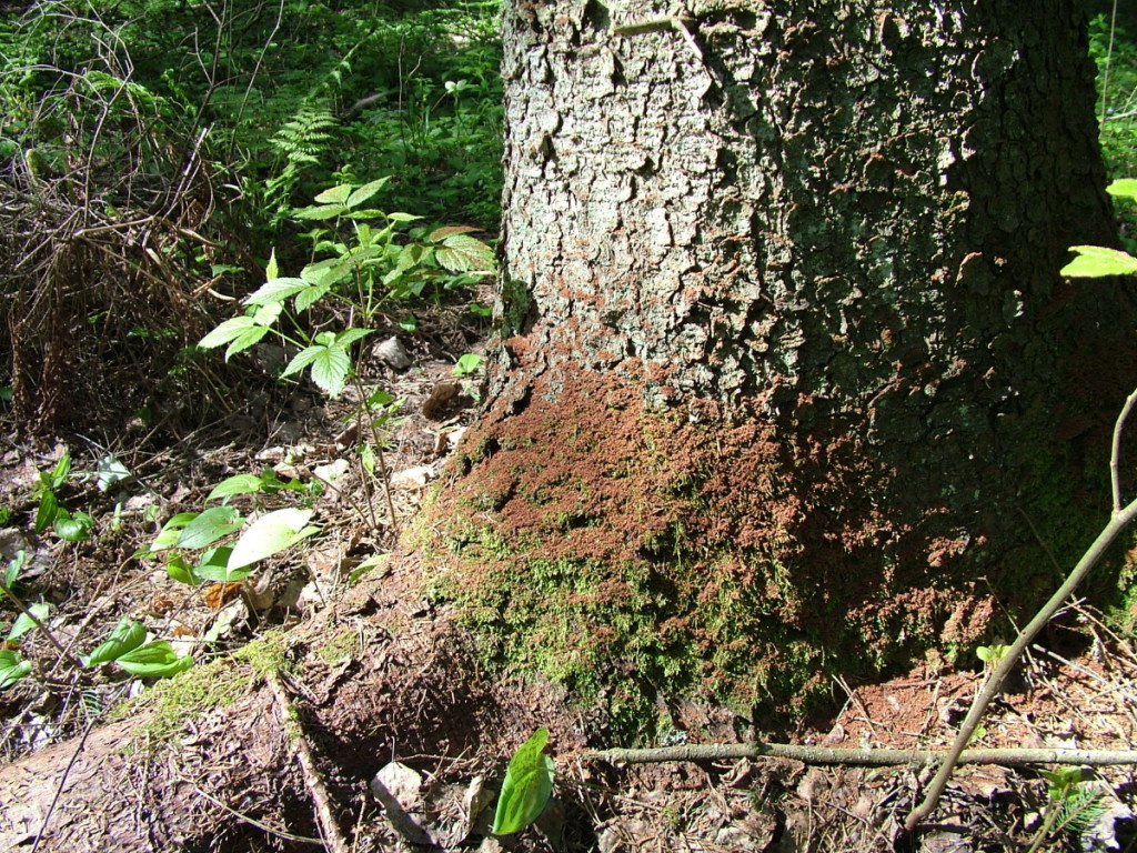 Suvaldyti sanitarinę miškų būklę nėra paprasta ypač tuomet, kai miškus nusiaubia audru sukeltos vėjavartos. Valstybinės miškų tarnybos Miško sanitarinės apsaugos skyriaus archyvo nuotr.