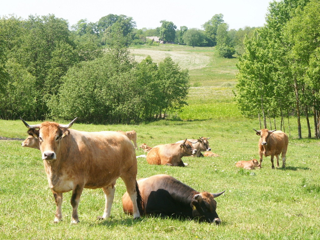 Nors ūkininkas kadaise atsisakė pienininkystės, dabar ryžosi imtis mėsinių galvijų auginimo.