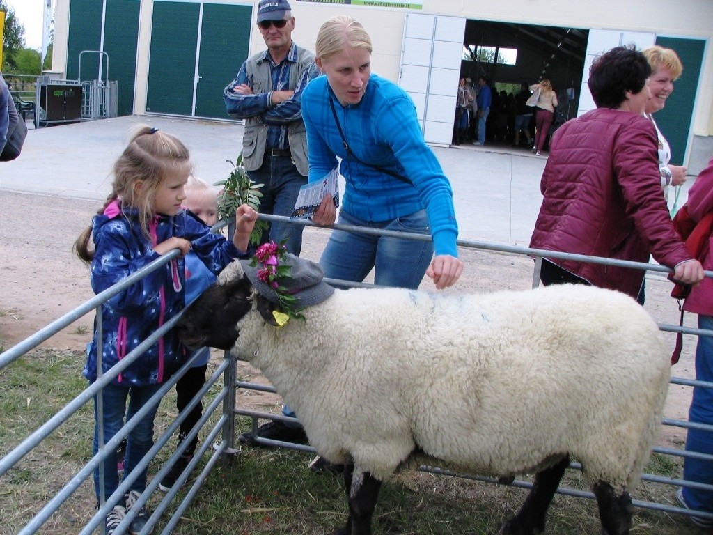 Su veislinėmis avimis greičiausiai susidraugauja vaikai.  UAB „Šeduvos avininkystė“ archyvo nuotr.