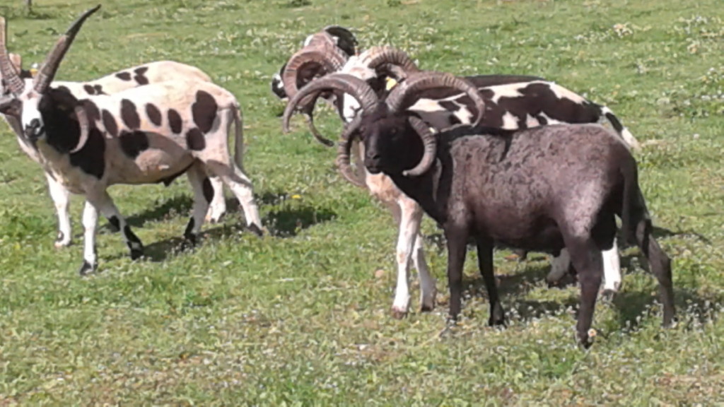 K.Kučinskienės ūkyje išsiskiria jakobų veislės avinai, besipuikuojantys keturiais riestais ragais. R. Kazakevičienės nuotr.