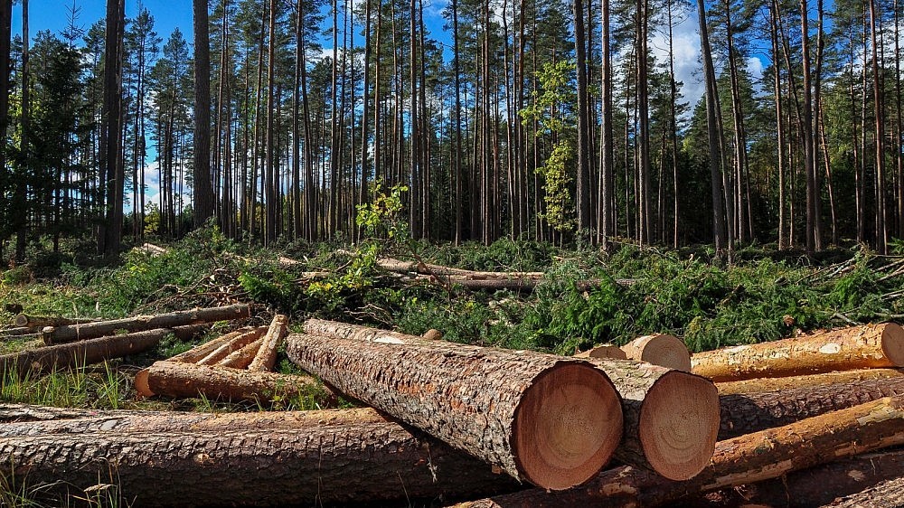 Estijoje medienos matavimo būdus pasirenka patys | Agroeta – agroverslo ir žemės ūkio naujienos