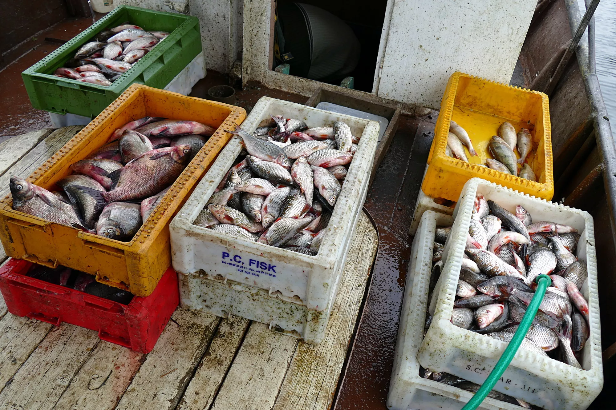 Sugauta apie 200 kg žuvų: 5 standartinės dėžės kuojų, 2 tokios pat dėžės karšių ir dar šiek tiek priegaudos.