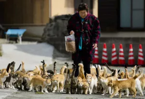 Cats crowd around village nurse and Ozu city official Atsuko Ogata as she carries a bag of cat food on Aoshima Island in Ehime prefecture in southern Japan