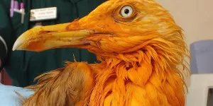 Orange seagull