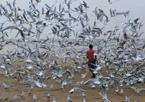 A man feeds seagulls on a beach along the Arabian Sea in Mumbai