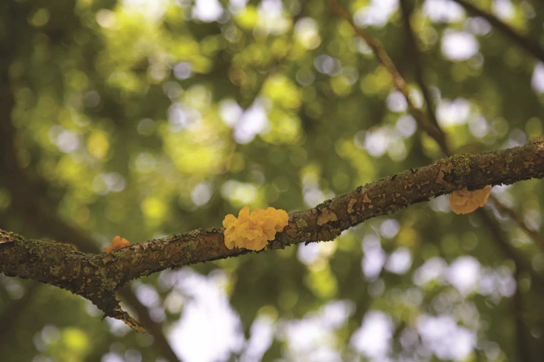 Šis geltonas grybas auga tik ant nudžiūvusių medžio šakų./ G. Minelgaitės nuotr.