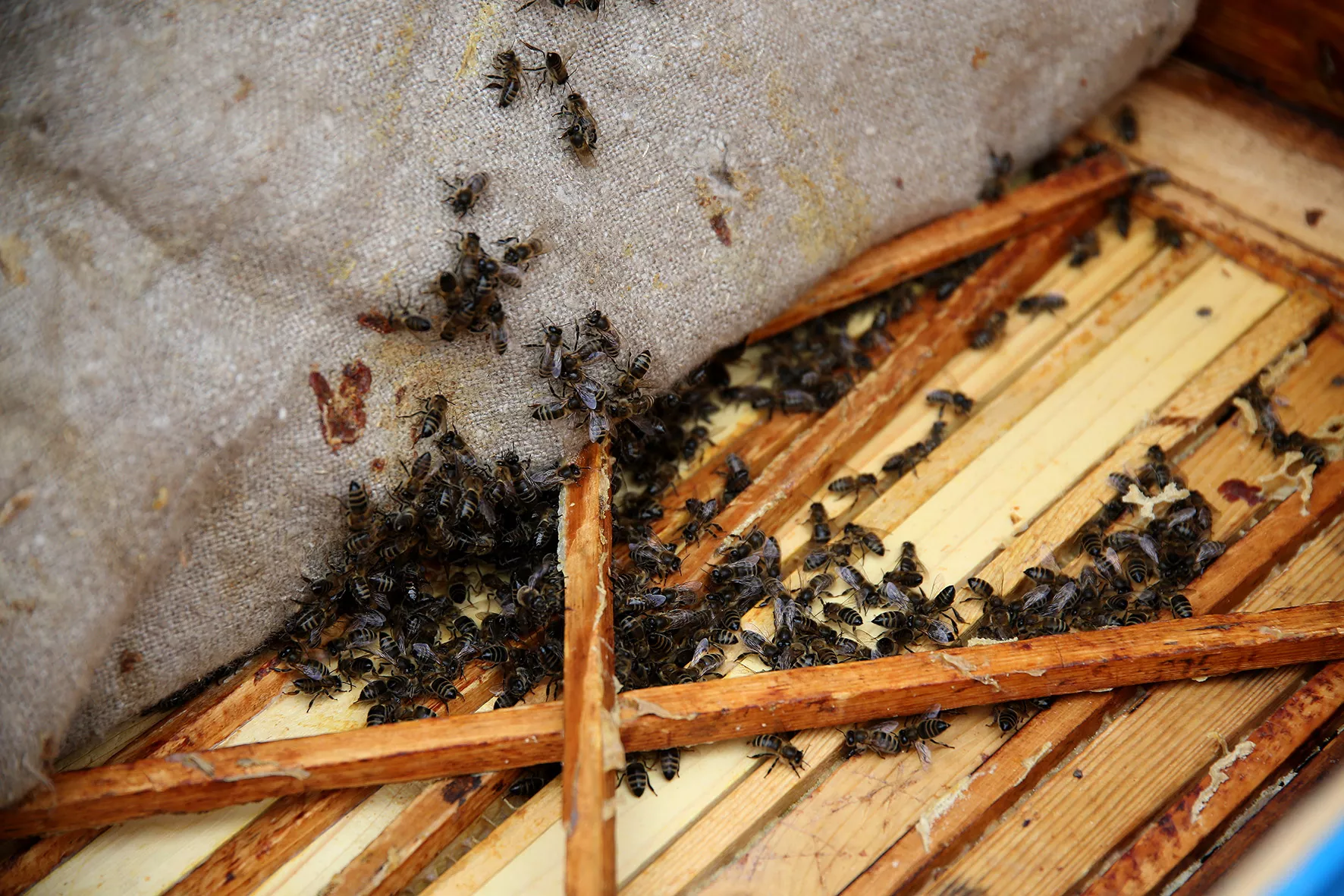 Šaltas šių metų kovas bitininkams nepagailėjo iššūkių. Užtrukusi žiema bites aviliuose užlaikė gerokai ilgiau nei įprasta. A. Barzdžiaus nuotr.