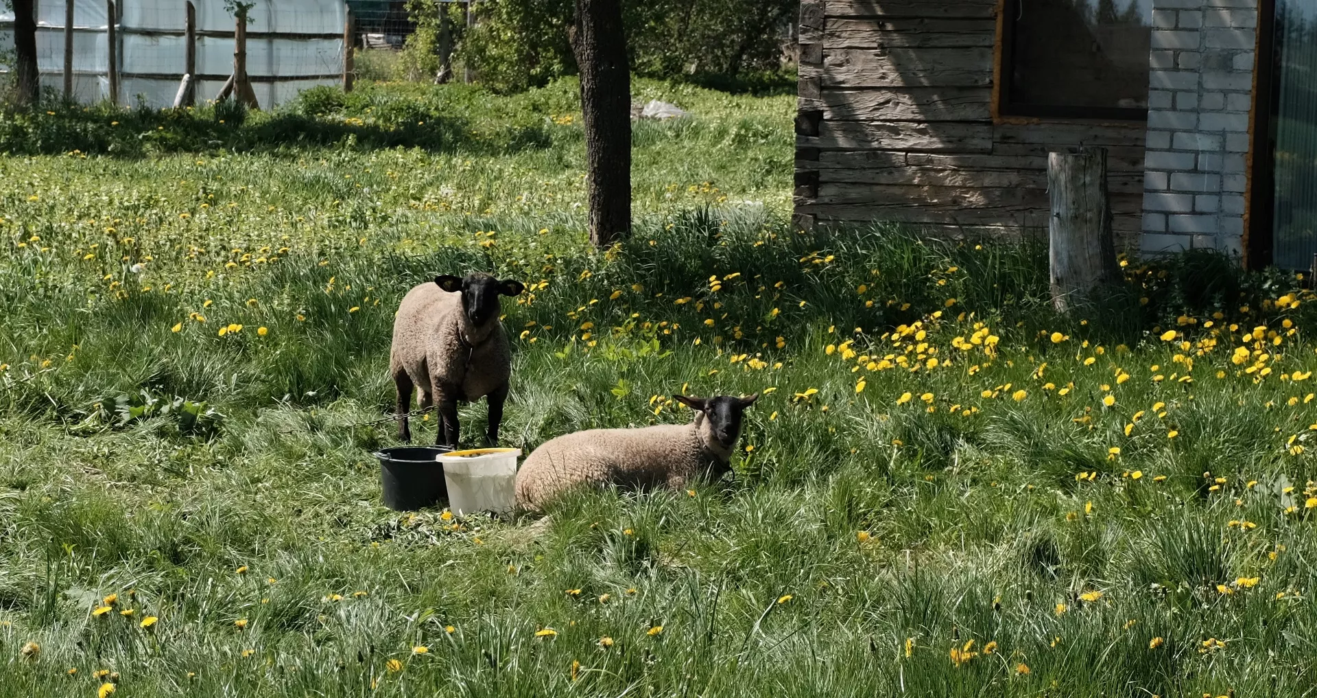 Šios avys nėra tos, kurioms reikia vilną kirpti, jos mėsinės. A. Kasparavičiaus nuotr. 