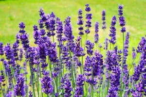 lavender-2117432_1280