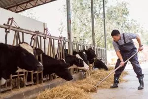 Farmer is feeding the cows. Cow eating grass