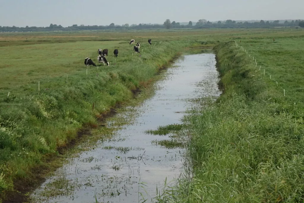 Šyšos polderių pievose galvijus ganantis ūkininkas yra atitvėręs juos nuo rekonstruoto kanalo.